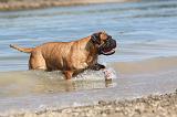 BULLMASTIFF 059